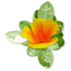 Plants Orange Flower - Pflanzen - 