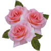 Pink Plants Flower - Piante - 