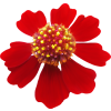 Red Plants Flower - Biljke - 
