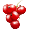 Red Plants Flower - Piante - 