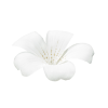 White Plants Flower - Biljke - 