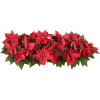 Flowers Red Plants - Plants - 