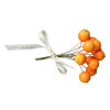 Flowers Orange Plants - Piante - 