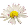 Flowers White Plants - Rastline - 