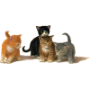 Cats - Tiere - 67.00€ 