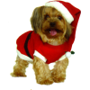 santa dog - Animales - 