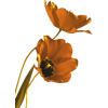 cvijet - Piante - 