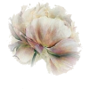 cvijet - Plantas - 