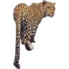 leopard - Animais - 
