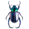 scarab - Tiere - 