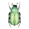 scarab - Animals - 