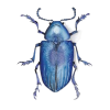 scarab - Animals - 
