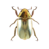 scarab - Животные - 