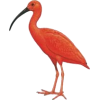 scarlet ibis - Zwierzęta - 
