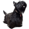 scottie dog - Animais - 