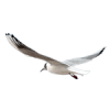 seagull - Животные - 
