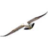 seagull - Životinje - 
