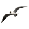 seagull - Tiere - 