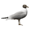 seagull - Animals - 