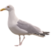 seagull - 动物 - 