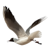 seagull - Životinje - 