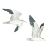 seagull - Zwierzęta - 