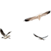 seagull - Živali - 