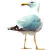 seagull - Animais - 