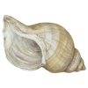 seashell - Предметы - 