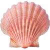 sea shell - 自然 - 