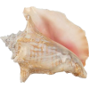 seashell - Natureza - 