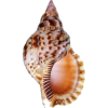 seashell - Nature - 
