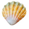 Seashell Yellow - Animals - 