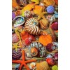 seashells - Natural - 