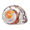 sea shells - Anderes - 