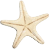 sea star - 自然 - 