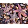 sea stars - Природа - 