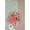 sea stars and ocean - 自然 - 