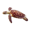 sea turtle - Животные - 