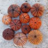 sea urchins - Natural - 