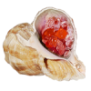 shell - Items - 