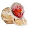 shell - 饰品 - 