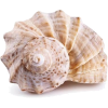 shell - Nature - 