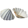 shells - Nature - 