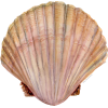 shells shell - Uncategorized - 