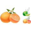Orange - Owoce - 