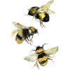 shirley bell bee illustration Etsy - Animais - 