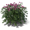 shrub - Piante - 