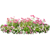 shrub - Rastline - 