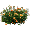 shrub - 植物 - 